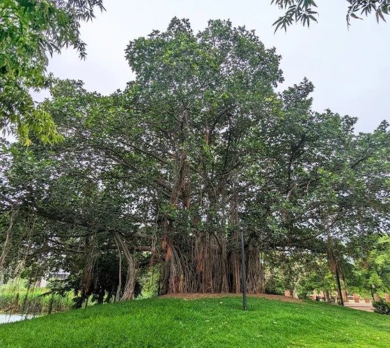Banyan Tree (વડ)